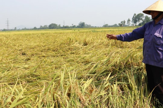 Nghệ An: Máy gặt 'mắc dịch' không về, nhiều đồng lúa chín rũ không thu hoạch kịp