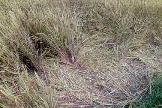 Nghệ An: Một phụ nữ bị sét đánh tử vong khi đi gặt lúa về