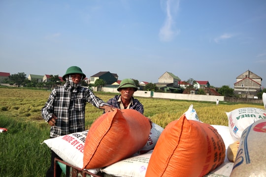  Nông dân Nghệ An phấn khởi vì giá lúa vụ Xuân tăng cao 