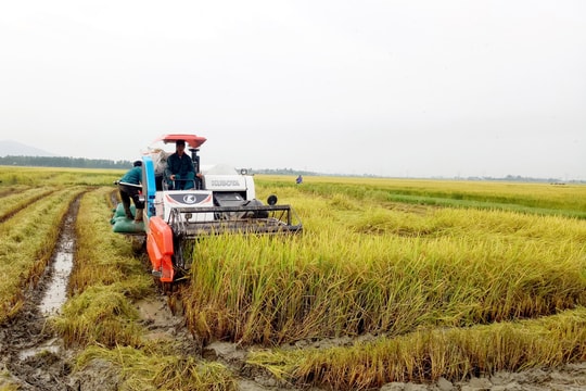 Lúa vụ xuân Yên Thành được mùa, được giá