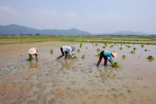 Nghệ An: Thợ cấy khan hiếm, giá cao cũng khó thuê người