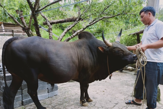 Nghề nuôi bò chọi giá hàng nghìn đô của người Mông Nghệ An