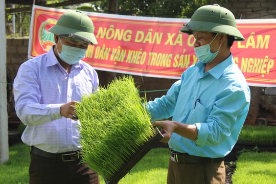 Nông dân Quỳnh Lưu gieo mạ khay và cấy máy tiết kiệm chi phí