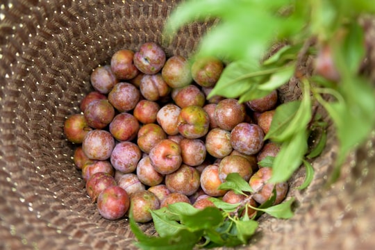 Mùa mận chín ở cổng trời Mường Lống