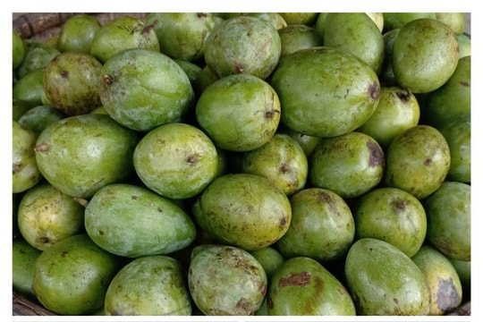 Xoài Tương Dương được giá, bán chạy chưa từng thấy