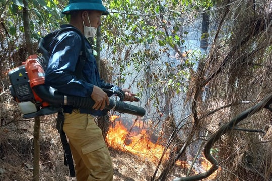 Cháy rừng thông tại xã Quỳnh Lập, thị xã Hoàng Mai