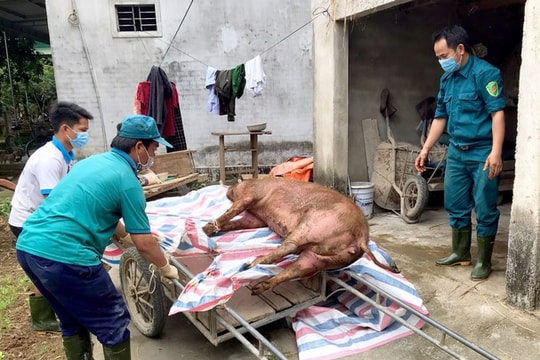 Nghệ An: Bệnh dịch tả lợn châu Phi 'hạ nhiệt'
