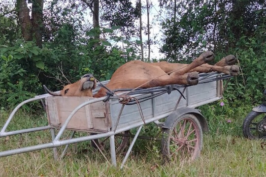 Bắt đối tượng vận chuyển bò chết vì viêm da nổi cục đi tiêu thụ