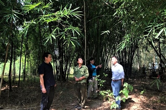 Gần 840 ha lùng ở Quế Phong được cấp chứng chỉ quản lý rừng bền vững 