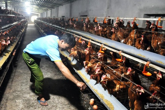 Hội nghị trực tuyến tổng kết chính sách hỗ trợ nâng cao hiệu quả chăn nuôi nông hộ