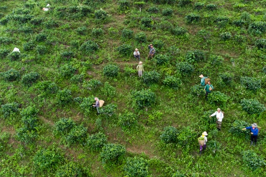 Cận cảnh mùa hái chè Shan tuyết ở Kỳ Sơn