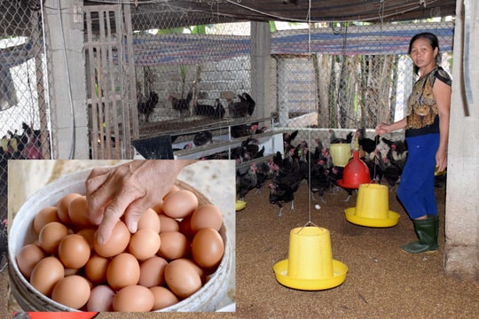 Nghệ An: Trứng gia cầm tăng giá trong mùa dịch Covid-19