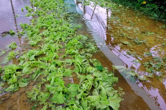 Vựa rau lớn nhất TP. Vinh ngập nặng sau mưa lớn