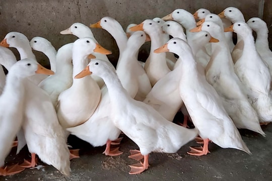 Nghệ An: Vịt thịt giữ giá trong ngày Tết Đoan Ngọ