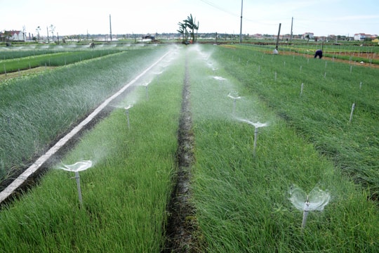 Nông dân ở vựa hành lớn nhất Nghệ An gặp khó vì Covid-19