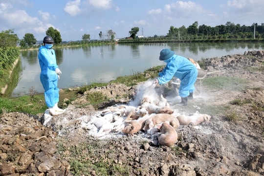 Bệnh dịch tả lợn châu Phi ở Nghệ An đã 'hạ nhiệt'