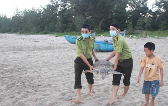 Video: Thả rùa quý hiếm nặng hơn 32 kg về biển