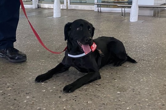 Australia thử nghiệm dùng chó phát hiện hành khách mắc Covid-19