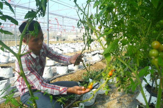 Nghệ An: Hỗ trợ nông dân ứng dụng công nghệ số vào sản xuất nông nghiệp