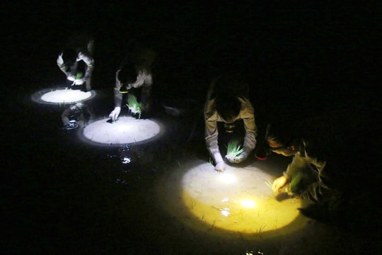 Nông dân vùng cao Nghệ An cấy đêm tránh nắng