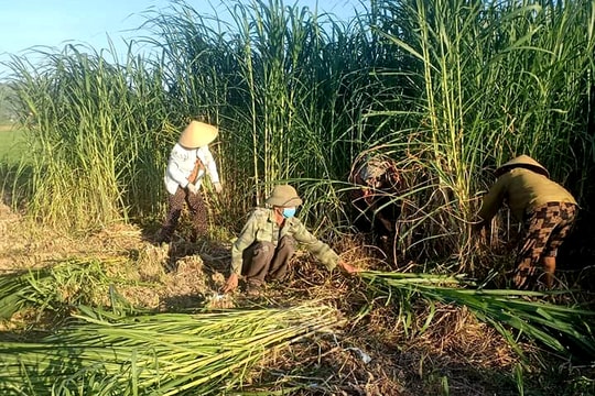 Nhà nông Nghệ An chung tay cấy lúa, cắt cỏ giúp đỡ gia đình thực hiện cách ly