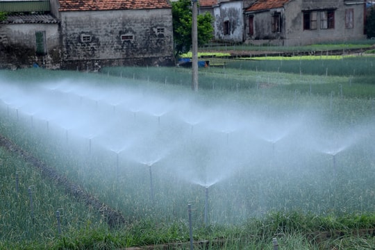 Xem 'hoa nước' trắng xóa trên thảm rau xanh ở Quỳnh Lưu