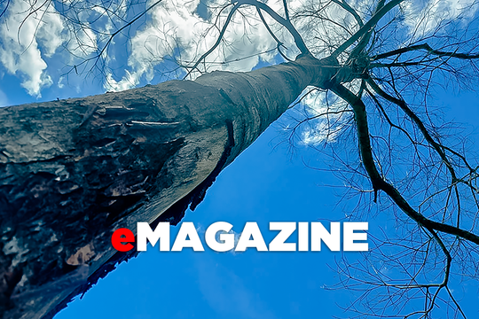 Phía sau những vụ phá rừng ở Bắc Sơn (Quỳ Hợp)