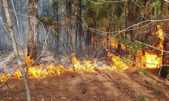 Dập tắt đám cháy rừng ở xã Quỳnh Lộc, thị xã Hoàng Mai