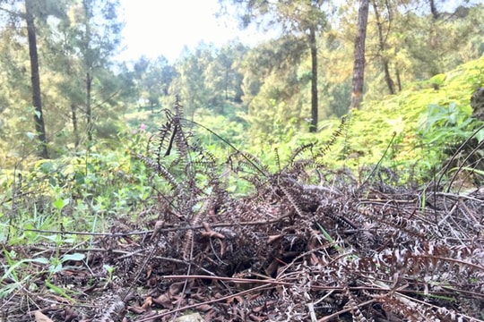 Nghệ An: Nhiều nguy cơ cháy rừng khi nắng nóng gay gắt trở lại