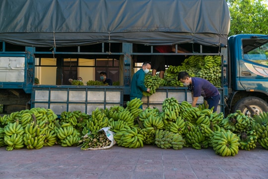  Những chuyến hàng nặng ân tình của người dân miền núi gửi xuống thành Vinh