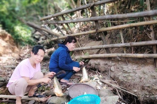 Giáo viên vùng cao Nghệ An lên rừng lấy măng ủng hộ người dân thành Vinh phòng, chống dịch