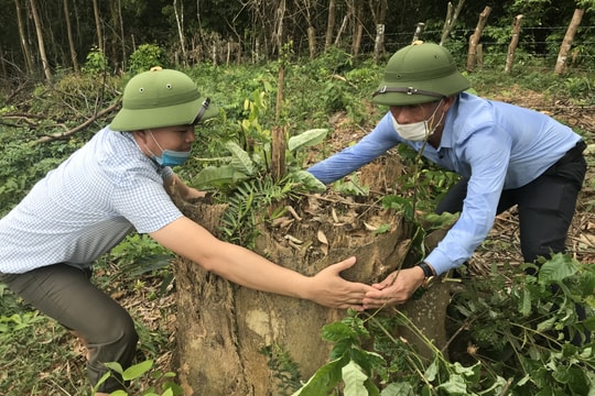 UBND tỉnh giao huyện Quỳ Hợp kiểm tra, xác minh vụ việc hủy hoại rừng ở Bắc Sơn