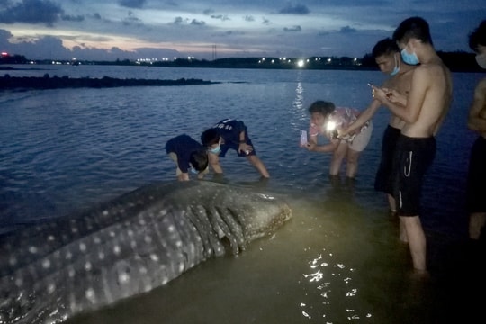 Con cá nặng hơn 1 tấn dạt vào bờ biển Diễn Châu