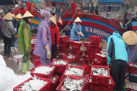 Tàu thuyền Nghệ An cấp tốc về bờ tránh áp thấp, nhiều tàu trúng đậm hải sản