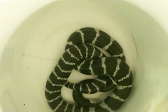 1 phụ nữ bị rắn cạp nia cắn tử vong