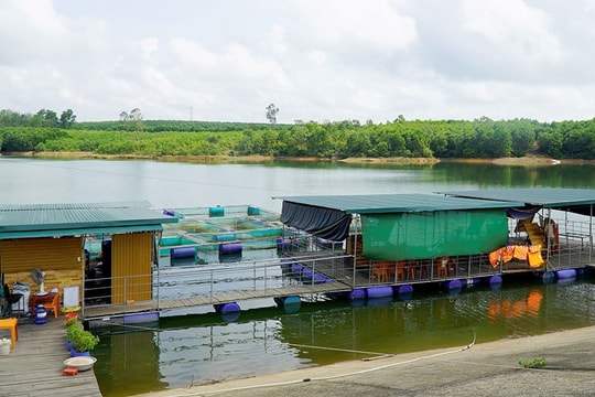 Kĩ sư xây dựng bỏ nghề vào rừng nuôi cá lạ