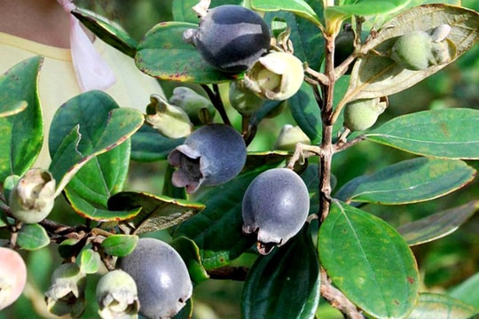 Nông dân kiếm tiền triệu mỗi ngày từ quả sim rừng