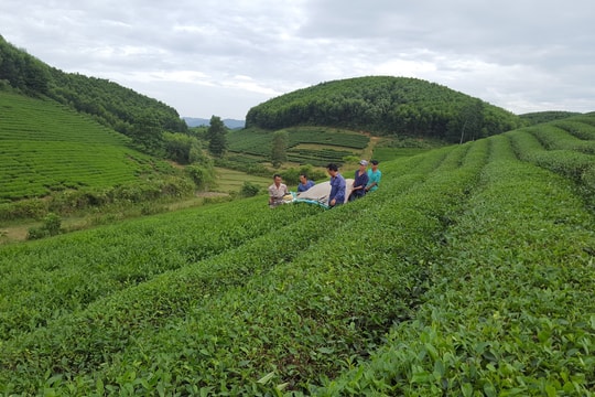 Trong bối cảnh dịch bệnh giá chè búp Nghệ An vẫn tăng