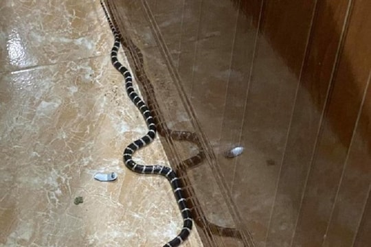  Đề phòng rắn độc xuất hiện vào mùa hè