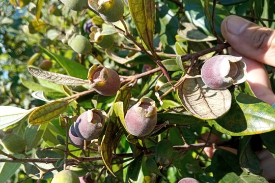 Lên núi hái sim, người phụ nữ bị ong vò vẽ đốt nhập viện