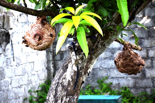 Độc lạ nghề nuôi ong 'tử thần' ở Nghệ An