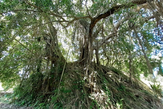 Cây sanh hàng trăm năm tuổi ở Thanh Chương