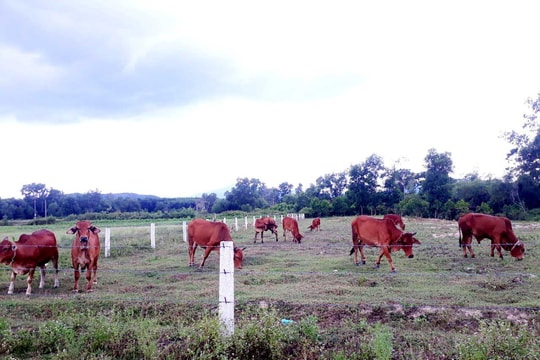 Nông dân Nghệ An thầu ruộng xấu, chăm cỏ dại nuôi bò 
