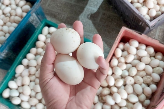 Nghệ An: Trứng gia cầm tăng giá kỷ lục