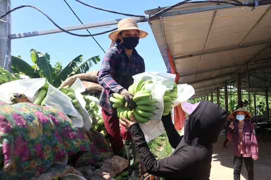 Chuối tiêu hồng xuất khẩu ế ẩm, phải vứt bỏ, ủ làm phân vi sinh