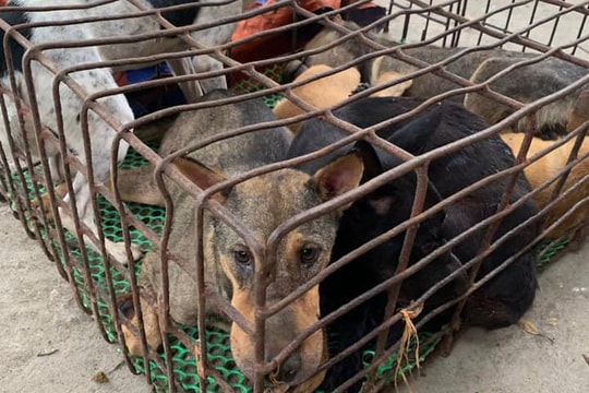 Bắt giữ đối tượng câu trộm gần 100kg chó mang đi tiêu thụ