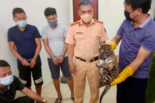 Nghệ An: Bắt 2 đối tượng vận chuyển 7 cá thể hổ đi tiêu thụ