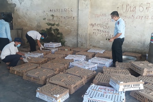 Phát hiện hàng nghìn con gia cầm không kiểm dịch trên xe tải từ Hà Nội về Nghệ An