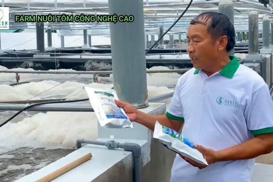 Nuôi tôm bằng tảo xoắn cho thu nhập khủng ở Nghệ An