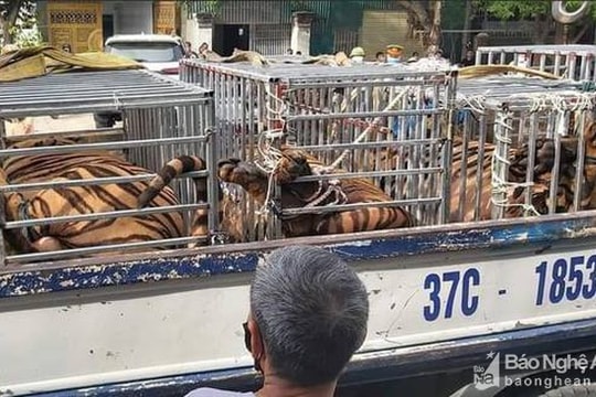 8/17 cá thể hổ thu giữ tại huyện YênThành bị chết chưa rõ nguyên nhân